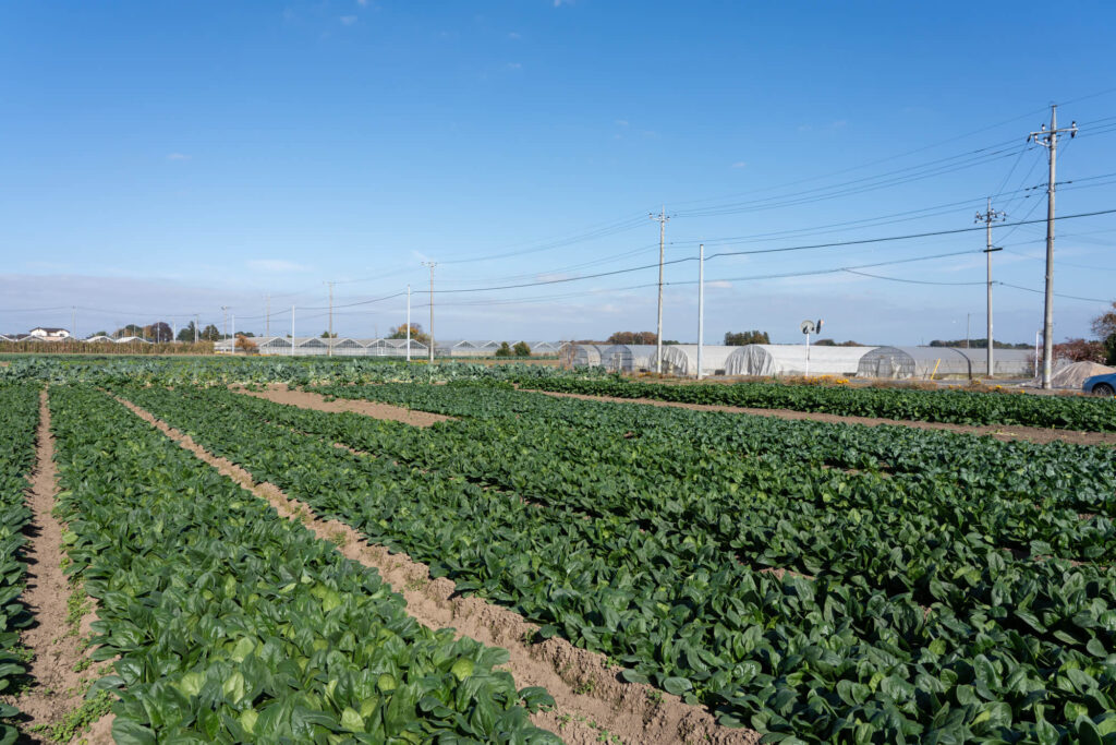 農家が育てる小松菜の収穫方法とは？収穫後は畑の調整が必要